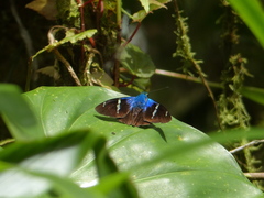 Astraptes