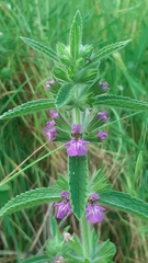 Stachys arabica