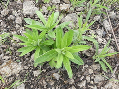 Lithospermum parviflorum