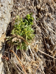 Angelica saxatilis