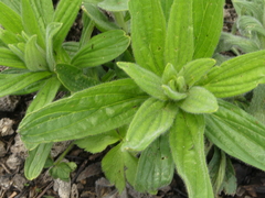 Lithospermum parviflorum