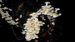 Pleurotus albidus