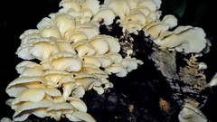 Pleurotus albidus