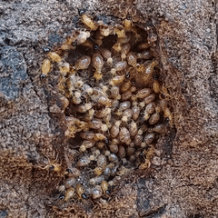 Nasutitermes corniger