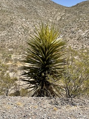 Yucca faxoniana