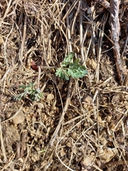 Corydalis magadanica