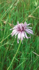 Pseudopodospermum phaeopappum