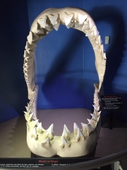 Carcharodon megalodon