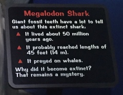 Carcharodon megalodon
