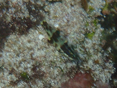 Halichoeres nicholsi
