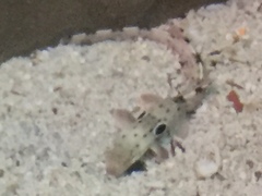 Hemiscyllium ocellatum
