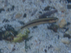 Plagiotremus azaleus