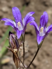 Brodiaea coronaria
