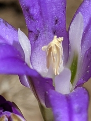 Brodiaea coronaria