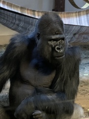 Gorilla