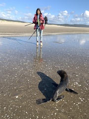 Arctocephalus townsendi