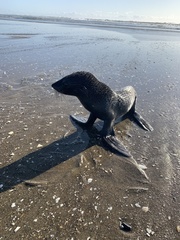 Arctocephalus townsendi