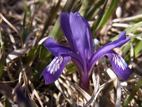 Iris uniflora Pall. ex Link