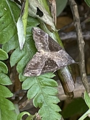 Hypena trigonalis