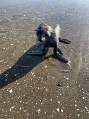 Arctocephalus townsendi