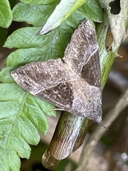Hypena trigonalis
