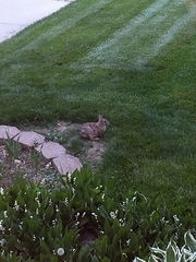 Sylvilagus floridanus