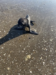 Arctocephalus townsendi