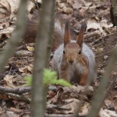 Sciurus vulgaris