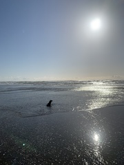 Arctocephalus townsendi