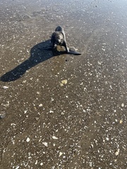 Arctocephalus townsendi