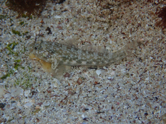 Bathygobius lineatus