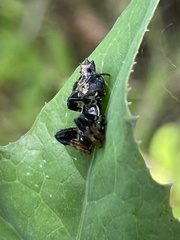 Cyclosa octotuberculata