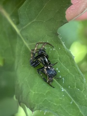 Cyclosa octotuberculata