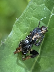 Cyclosa octotuberculata