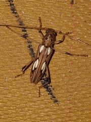 Eburodacrys sulphureosignata