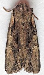Lacanobia subjuncta