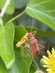 Cutocoris russatus