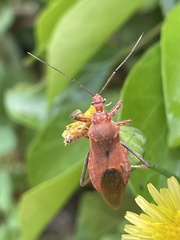 Cutocoris russatus