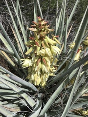 Yucca baccata baccata