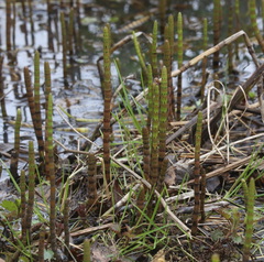 Equisetum fluviatile