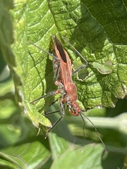Cutocoris russatus