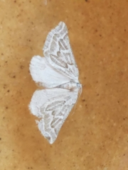 Plataea trilinearia