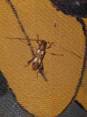 Eburodacrys sulphureosignata