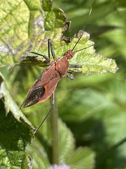 Cutocoris russatus