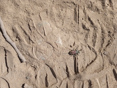 Cicindela decemnotata