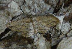 Iridopsis pergracilis
