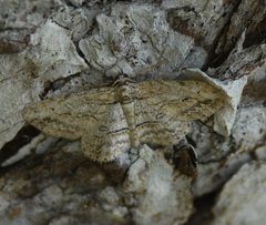 Iridopsis pergracilis