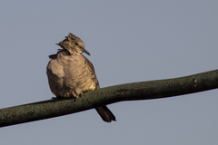 Columbina inca