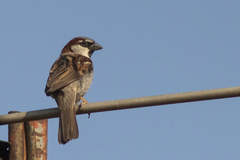 Passer domesticus