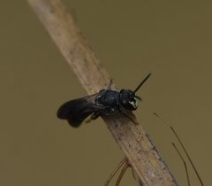 Hylaeus schwarzii
